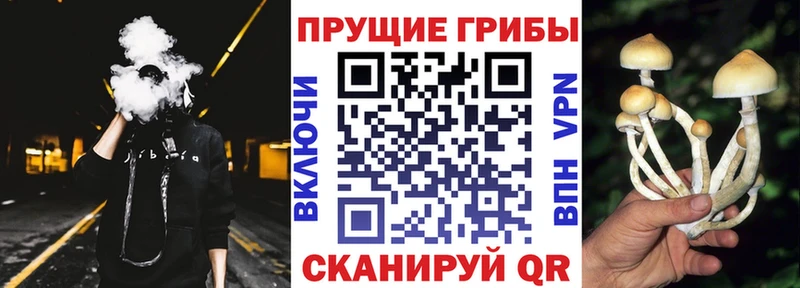 Купить где Кириллов Галлюциногенные грибы Psilocybine cubensis