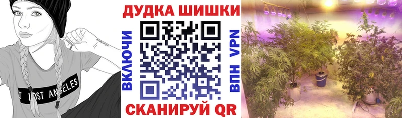 Купить где  Кириллов  Бошки марихуана SATIVA & INDICA 